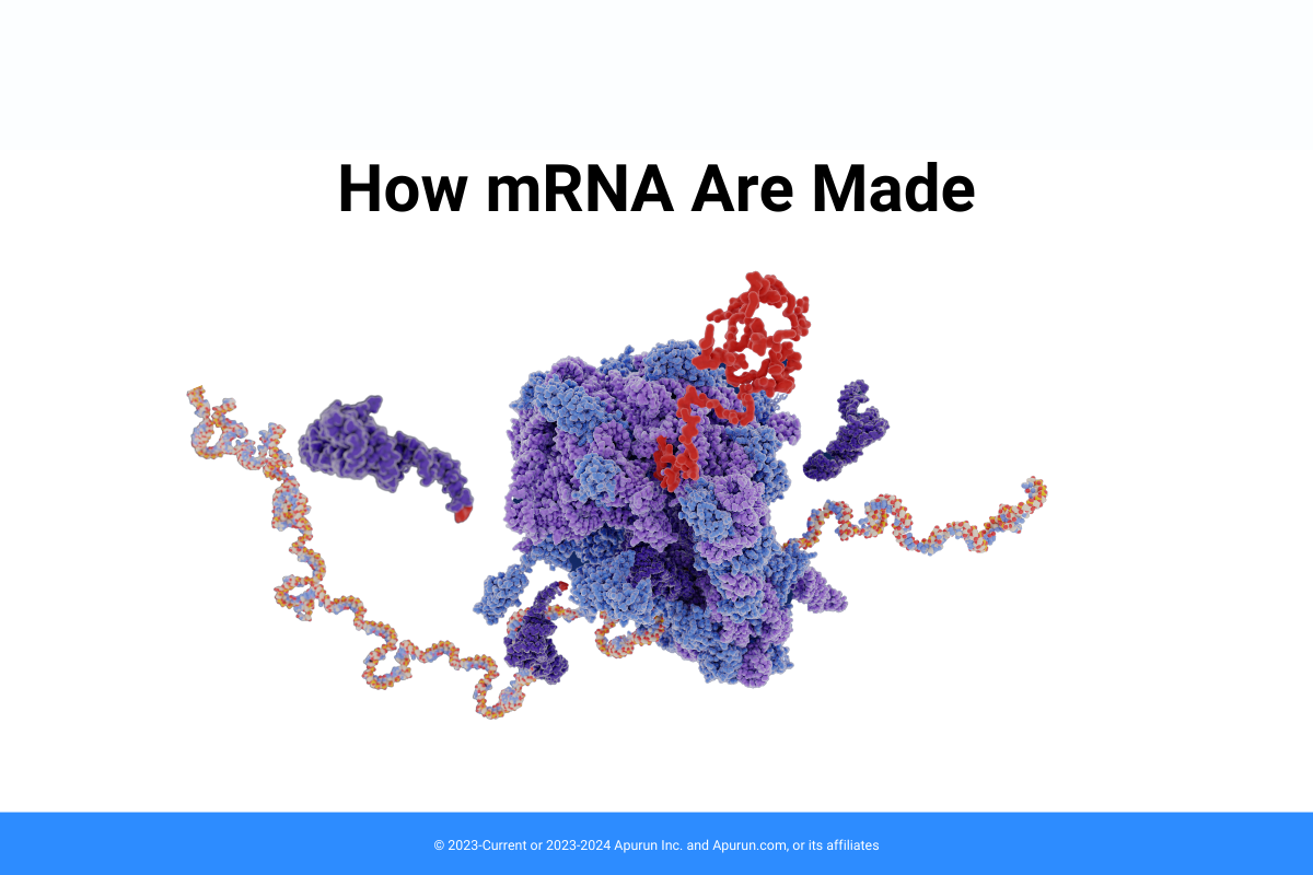 How mRNA are made?