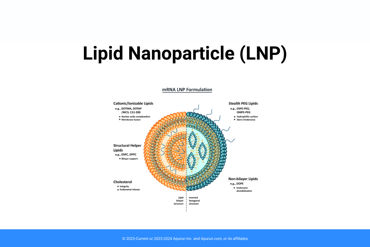 What Is Lipid Nanoparticle (LNP)?