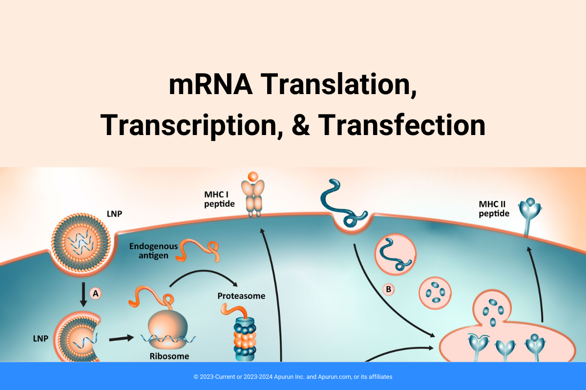Review on mRNA Translation, Transcription, and Transfection via Nanoparticle Drug Delivery Systems