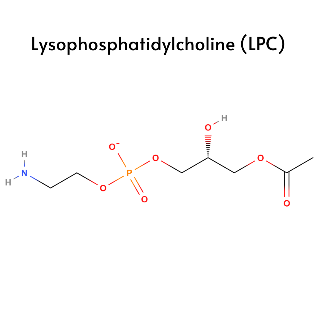 Lysophosphatidylcholine (LPC) Lipids