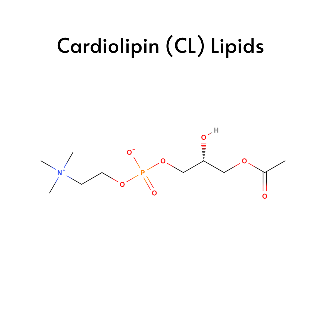 Cardiolipin (CL) Lipids