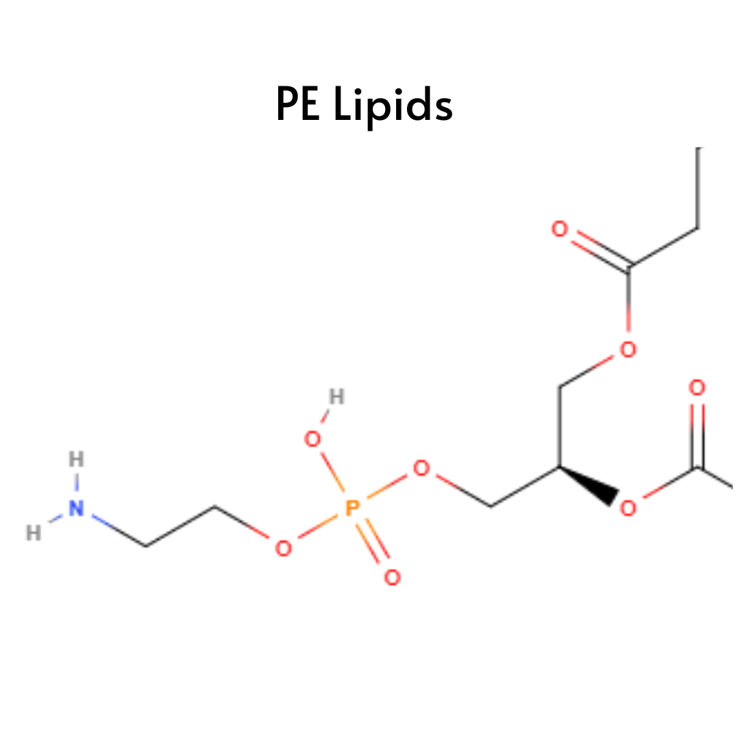 PE (Phosphatidylethanolamine) Lipids