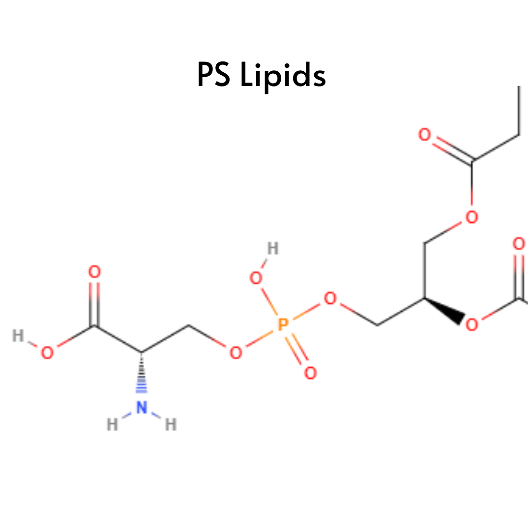 Phosphatidylserine (PS) Lipids