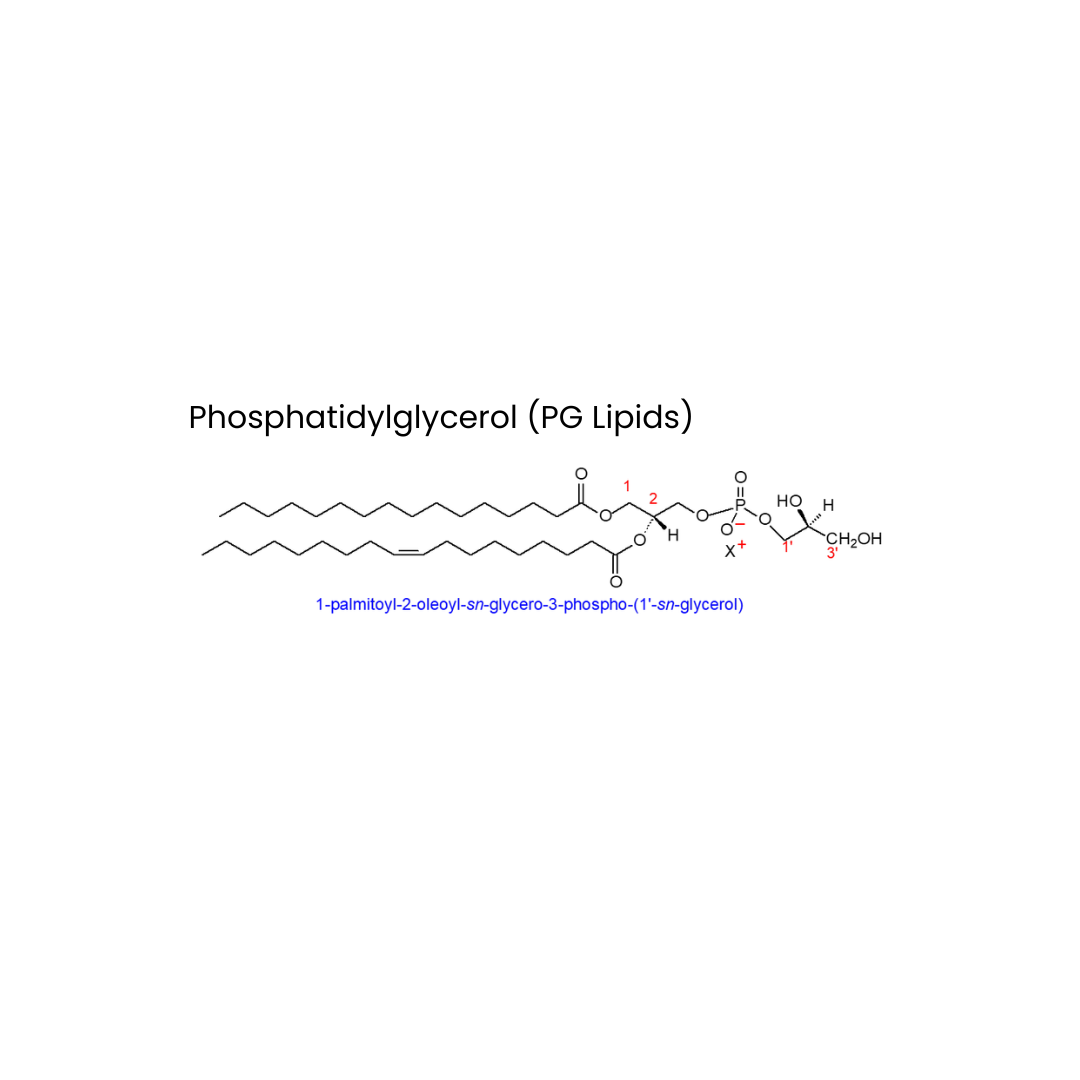 Anionic PG-Based Liposomes