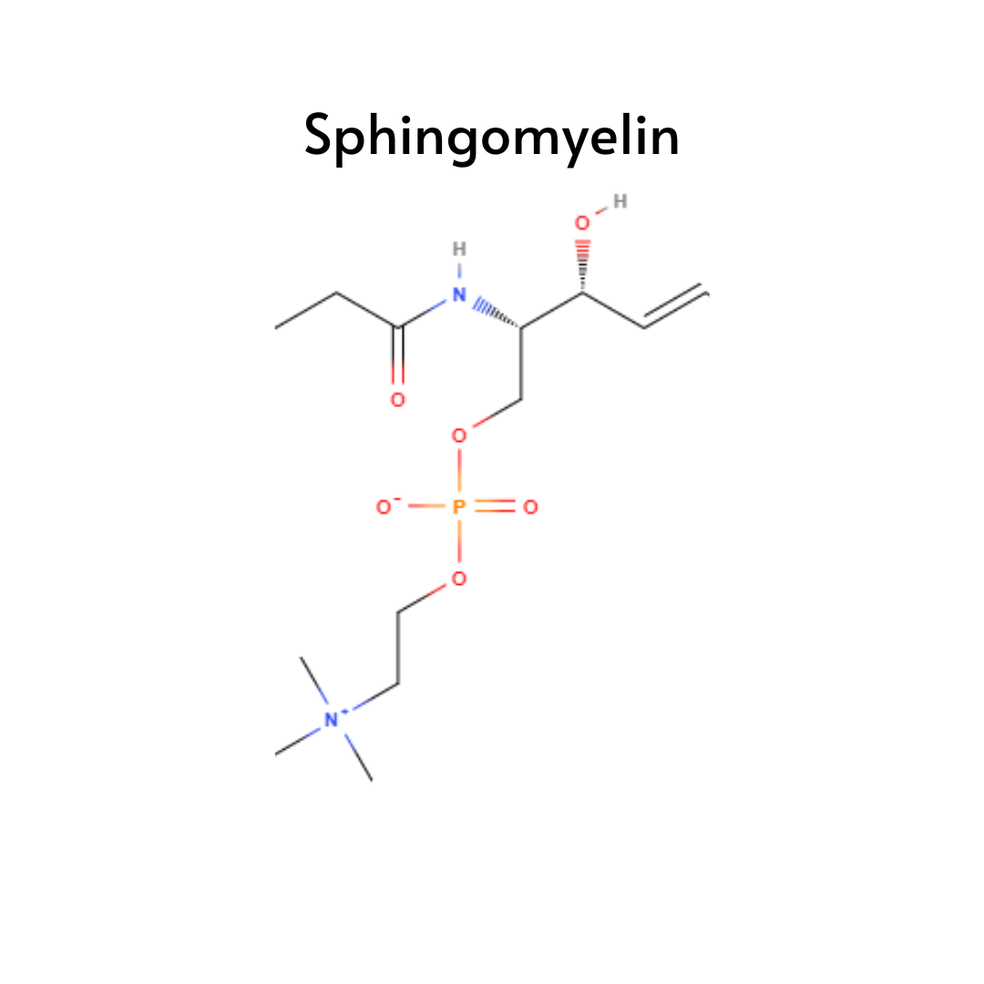 Sphingomyelin (SM) Lipids