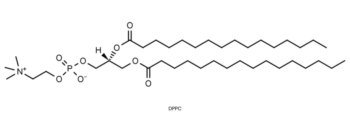 DPPC (16:0-16:0 PC)